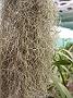Tinonee-orchids-II 025